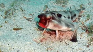 خفاش ماهی لب قرمز، از عجیب‌ترین‌های اقیانوس