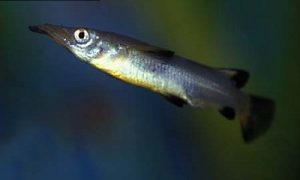 ماهی ‌هافبیک،برای آکواریوم آب شیرین
