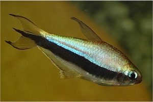 تترای امپراتور،ماهی زیبا