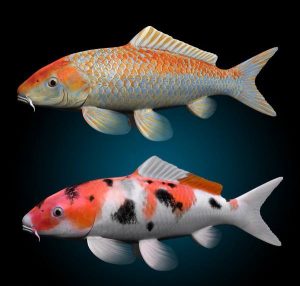 نماد ها و رنگ شناسی ماهی کوی
