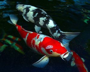 نماد ها و رنگ شناسی ماهی کوی