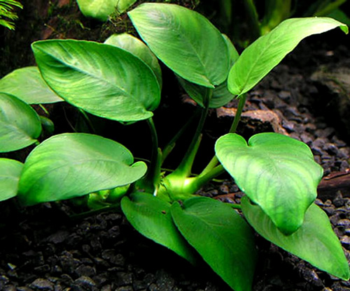 گیاه آکواریوم آنوبیاس زیبا و مقاوم 