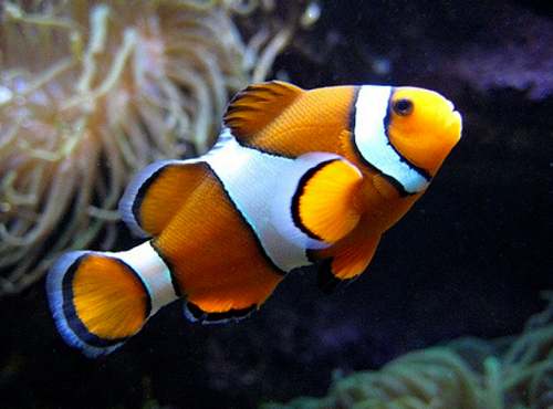 10 بهترین ماهی آکواریومی آب شور