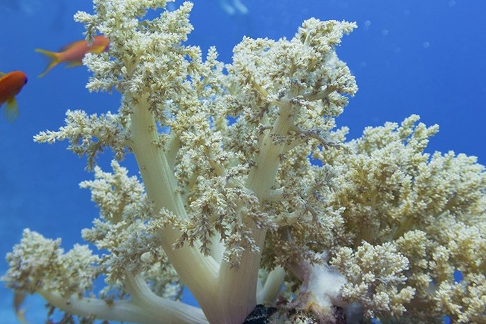 6 مورد از بهترین مرجان ها