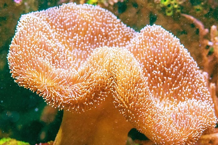 6 مورد از بهترین مرجان ها