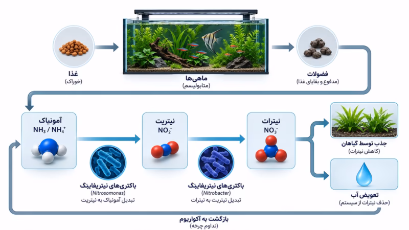 دیاگرام چرخه نیتروژن در آکواریوم از آمونیاک تا نیترات و جذب توسط گیاهان
