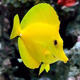 yellowtang